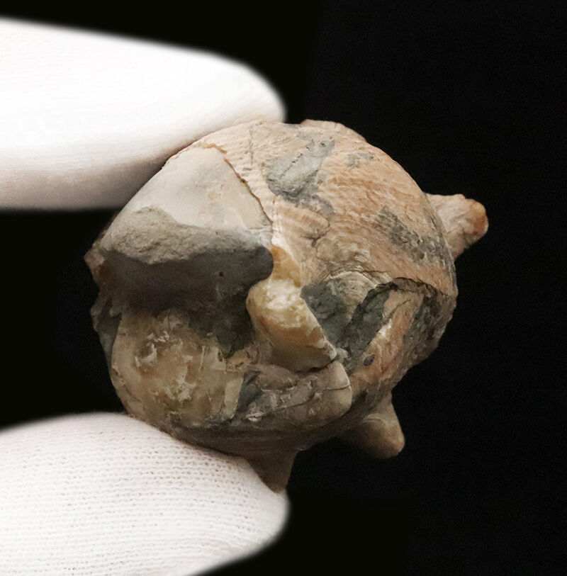 状態、サイズともに一級。聖地・岡山県奈義町柿産ヤマトビカリア（Vicarya callosa japonica）の美しい立体化石（その6）