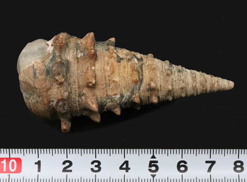 状態、サイズともに一級。聖地・岡山県奈義町柿産ヤマトビカリア（Vicarya callosa japonica）の美しい立体化石（その7）