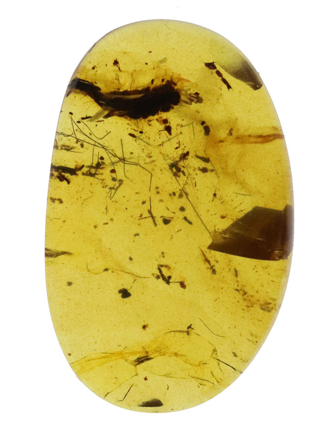 迫力ある黒い物体の正体は！？ 恐竜時代の琥珀、バーマイト（Burmite