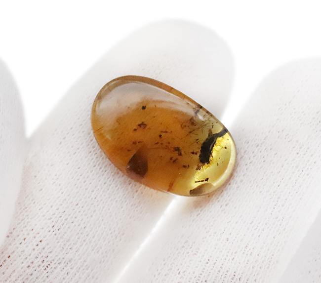 迫力ある黒い物体の正体は！？ 恐竜時代の琥珀、バーマイト（Burmite