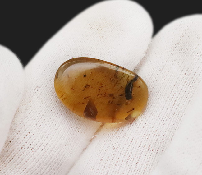 迫力ある黒い物体の正体は!? 恐竜時代の琥珀、バーマイト(Burmite)(その5)