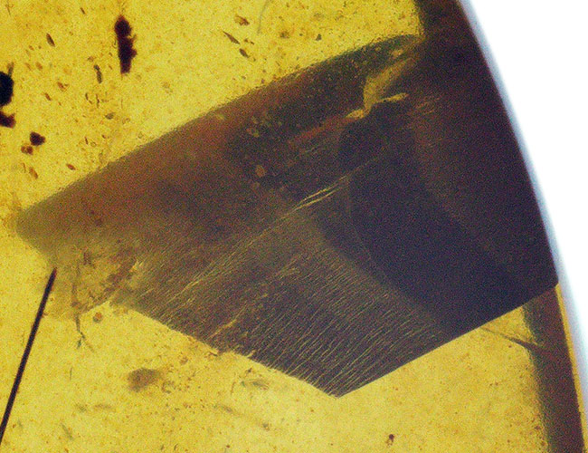 迫力ある黒い物体の正体は!? 恐竜時代の琥珀、バーマイト(Burmite)(その6)