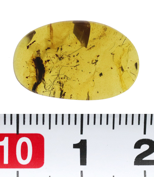 迫力ある黒い物体の正体は!? 恐竜時代の琥珀、バーマイト(Burmite)(その8)