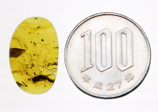 迫力ある黒い物体の正体は!? 恐竜時代の琥珀、バーマイト(Burmite)(その9)