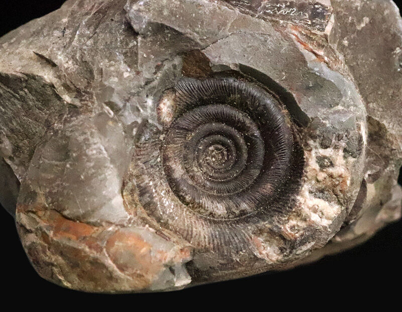 天然のジオラマ。母岩の中央に美しく鎮座するゴードリセラス・ハマナケンゼ（Gaudryceras hamanakense）（その3）