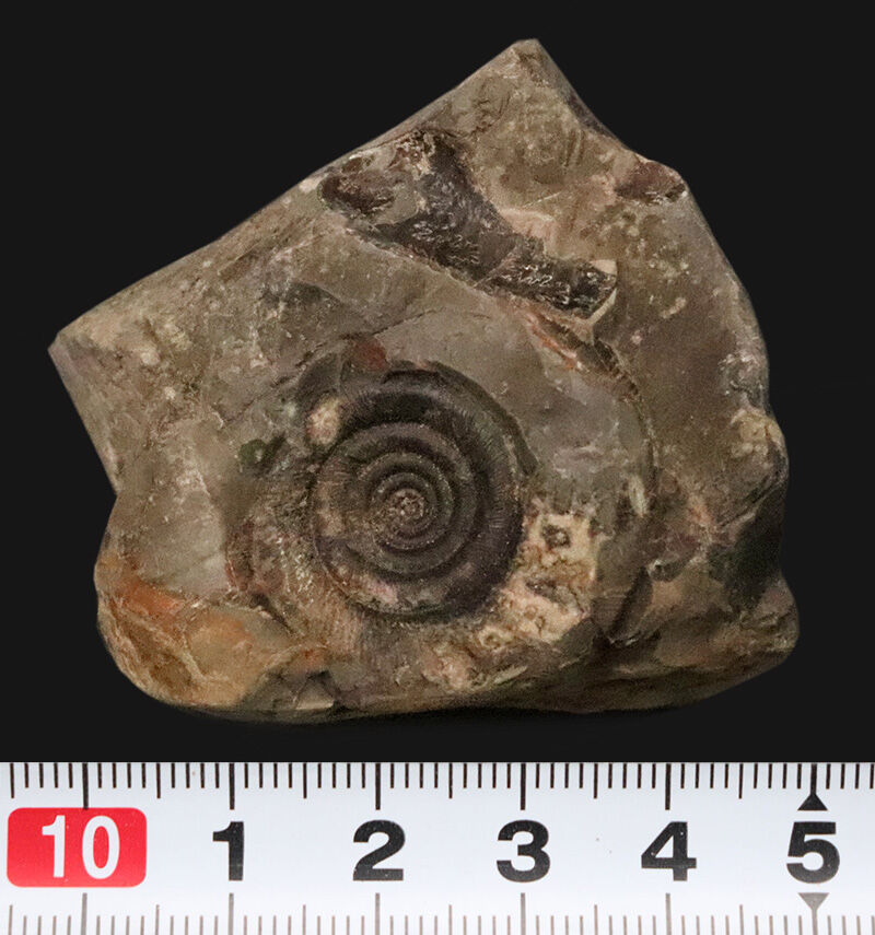 天然のジオラマ。母岩の中央に美しく鎮座するゴードリセラス・ハマナケンゼ（Gaudryceras hamanakense）（その6）