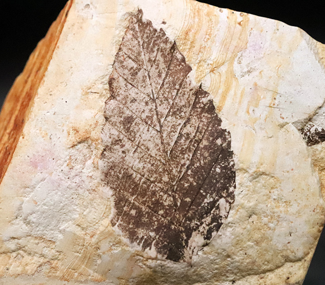 国内マニアック化石シリーズ！モノトーンの絵画のような味わいが素敵な、岩手県岩手郡雫石町・用ノ沢産の木の葉化石（その1）