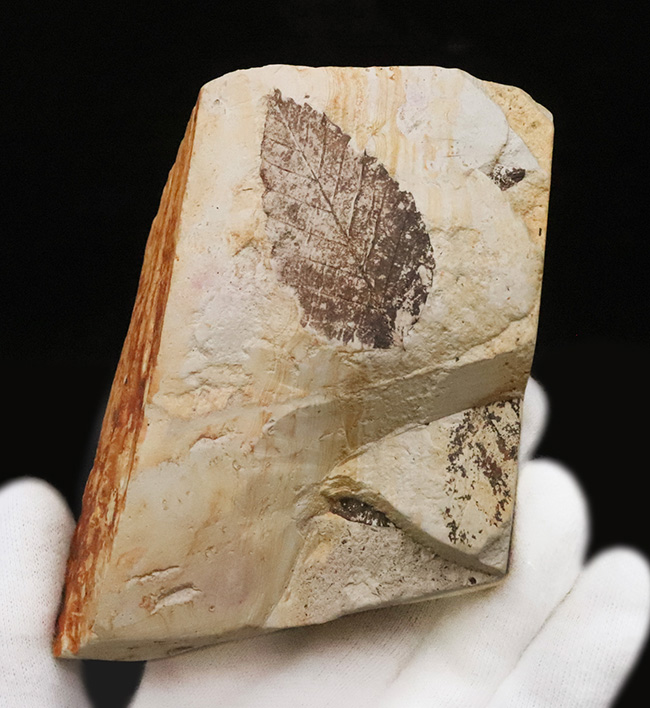 国内マニアック化石シリーズ！モノトーンの絵画のような味わいが素敵な、岩手県岩手郡雫石町・用ノ沢産の木の葉化石（その2）