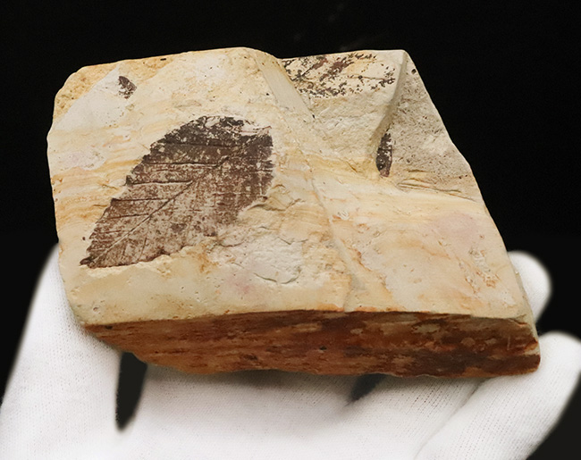 国内マニアック化石シリーズ！モノトーンの絵画のような味わいが素敵な、岩手県岩手郡雫石町・用ノ沢産の木の葉化石（その3）