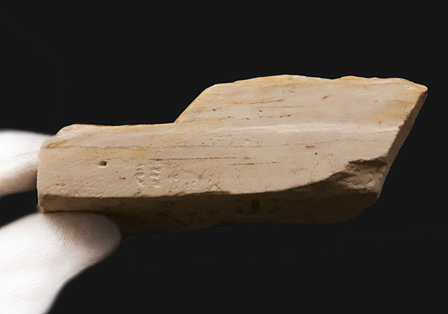 国内マニアック化石シリーズ！モノトーンの絵画のような味わいが素敵な、岩手県岩手郡雫石町・用ノ沢産の木の葉化石（その6）