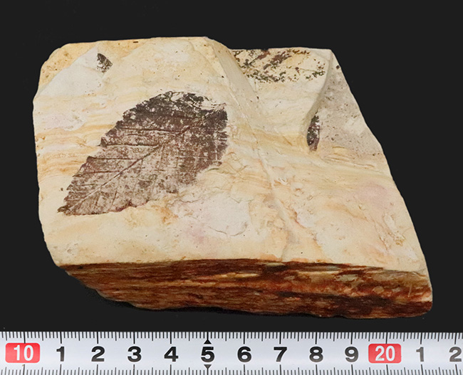 国内マニアック化石シリーズ！モノトーンの絵画のような味わいが素敵な、岩手県岩手郡雫石町・用ノ沢産の木の葉化石（その7）