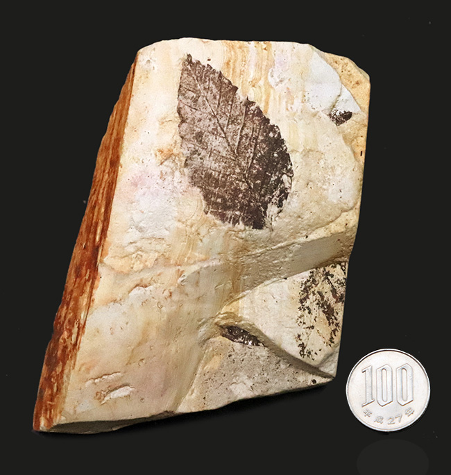 国内マニアック化石シリーズ！モノトーンの絵画のような味わいが素敵な、岩手県岩手郡雫石町・用ノ沢産の木の葉化石（その8）