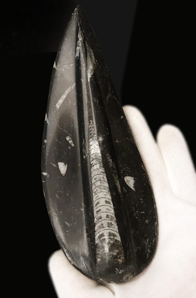 165ミリ、ビッグサイズ!初期の頭足類、オルソセラス(Orthoceras)の研磨標本(その1)