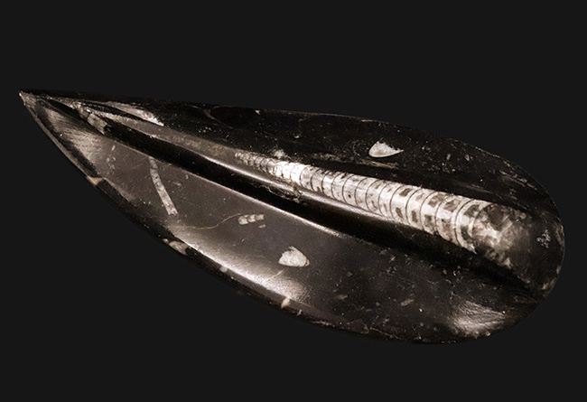 165ミリ、ビッグサイズ!初期の頭足類、オルソセラス(Orthoceras)の研磨標本(その2)