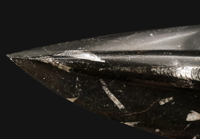 165ミリ、ビッグサイズ!初期の頭足類、オルソセラス(Orthoceras)の研磨標本(その3)