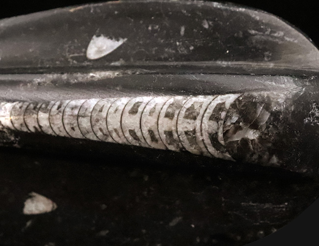 165ミリ、ビッグサイズ!初期の頭足類、オルソセラス(Orthoceras)の研磨標本(その4)