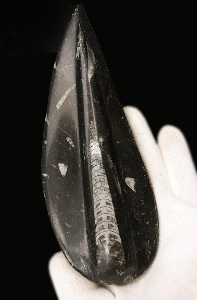 165ミリ、ビッグサイズ!初期の頭足類、オルソセラス(Orthoceras)の研磨標本(その5)