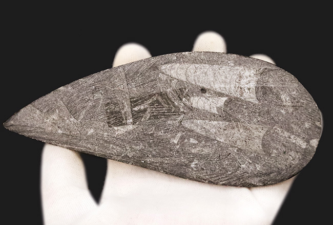 165ミリ、ビッグサイズ!初期の頭足類、オルソセラス(Orthoceras)の研磨標本(その6)