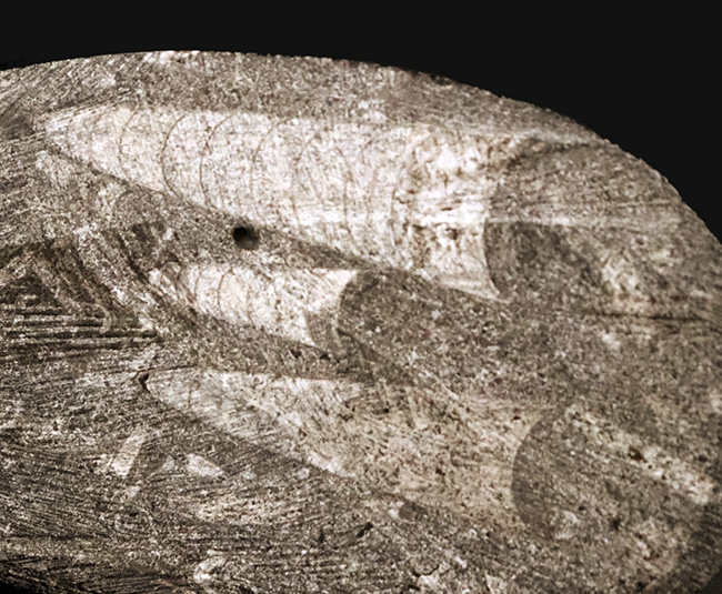 165ミリ、ビッグサイズ!初期の頭足類、オルソセラス(Orthoceras)の研磨標本(その7)