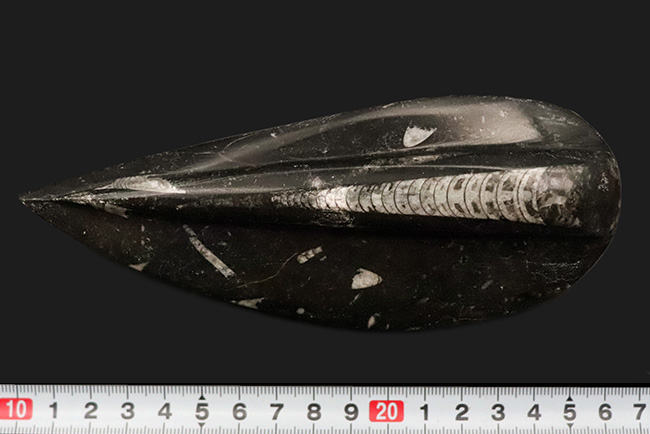 165ミリ、ビッグサイズ!初期の頭足類、オルソセラス(Orthoceras)の研磨標本(その8)