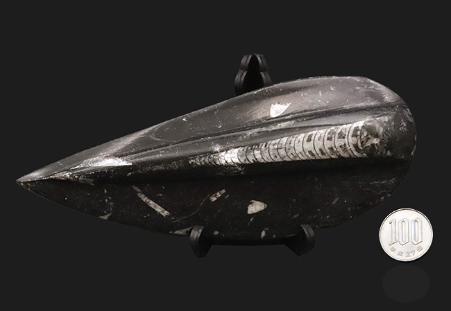 165ミリ、ビッグサイズ!初期の頭足類、オルソセラス(Orthoceras)の研磨標本(その9)