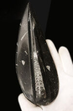 165ミリ、ビッグサイズ！初期の頭足類、オルソセラス（Orthoceras）の研磨標本