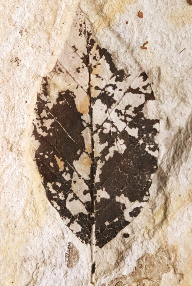 国内マニアック化石シリーズ採集年月が判明している葉化石 … 岩手県岩手郡雫石町・用ノ沢産（その1）