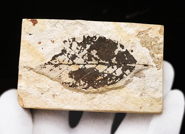 国内マニアック化石シリーズ採集年月が判明している葉化石 … 岩手県岩手郡雫石町・用ノ沢産（その3）