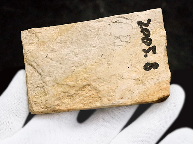 国内マニアック化石シリーズ採集年月が判明している葉化石 … 岩手県岩手郡雫石町・用ノ沢産（その4）