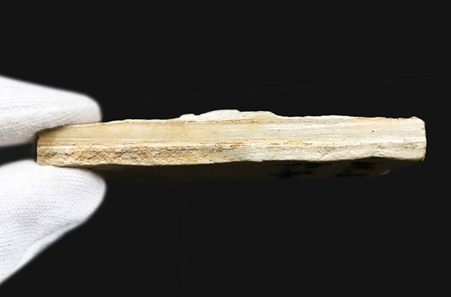 国内マニアック化石シリーズ採集年月が判明している葉化石 … 岩手県岩手郡雫石町・用ノ沢産（その5）