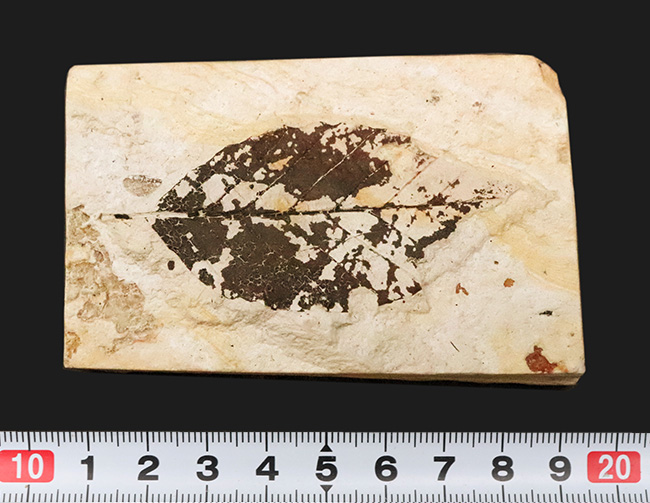 国内マニアック化石シリーズ採集年月が判明している葉化石 … 岩手県岩手郡雫石町・用ノ沢産（その6）