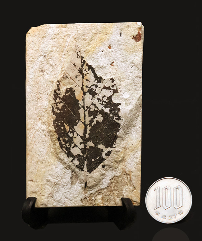 国内マニアック化石シリーズ採集年月が判明している葉化石 … 岩手県岩手郡雫石町・用ノ沢産（その7）