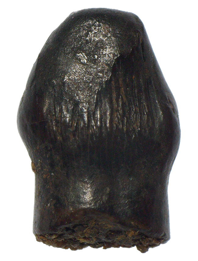 レア！ヘルクリーク累層産・“グルメ恐竜”テスケロサウルス（Thescelosaurus neglectus）の上質歯化石（その1）