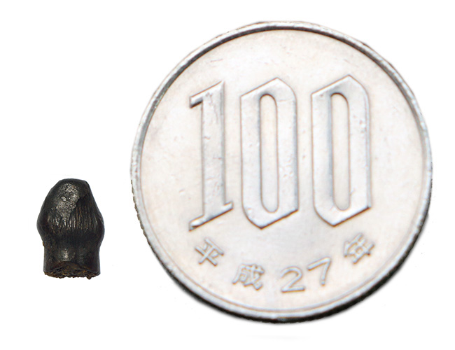 レア！ヘルクリーク累層産・“グルメ恐竜”テスケロサウルス（Thescelosaurus neglectus）の上質歯化石（その10）