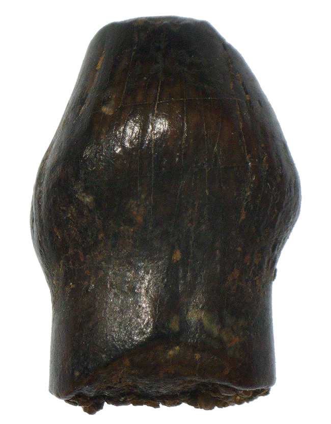 レア！ヘルクリーク累層産・“グルメ恐竜”テスケロサウルス（Thescelosaurus neglectus）の上質歯化石（その2）