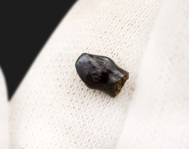 レア！ヘルクリーク累層産・“グルメ恐竜”テスケロサウルス（Thescelosaurus neglectus）の上質歯化石（その3）