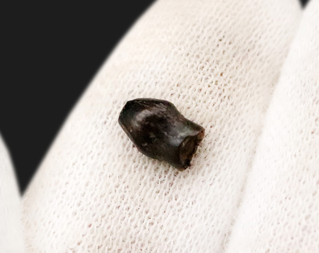 レア！ヘルクリーク累層産・“グルメ恐竜”テスケロサウルス（Thescelosaurus neglectus）の上質歯化石（その4）