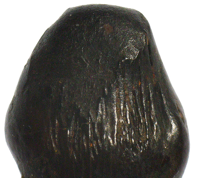 レア！ヘルクリーク累層産・“グルメ恐竜”テスケロサウルス（Thescelosaurus neglectus）の上質歯化石（その5）