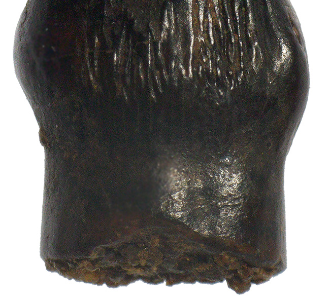 レア！ヘルクリーク累層産・“グルメ恐竜”テスケロサウルス（Thescelosaurus neglectus）の上質歯化石（その6）