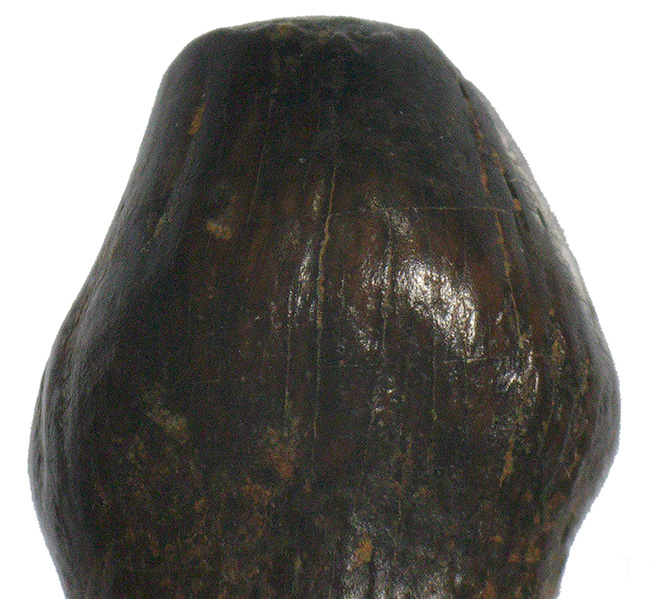 レア！ヘルクリーク累層産・“グルメ恐竜”テスケロサウルス（Thescelosaurus neglectus）の上質歯化石（その7）