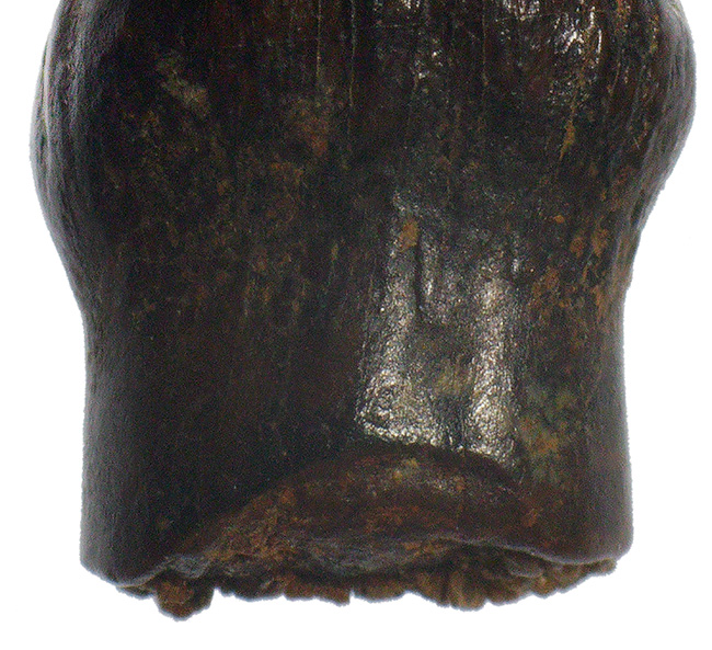 レア！ヘルクリーク累層産・“グルメ恐竜”テスケロサウルス（Thescelosaurus neglectus）の上質歯化石（その8）