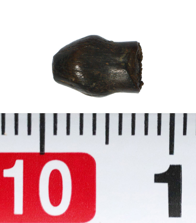 レア！ヘルクリーク累層産・“グルメ恐竜”テスケロサウルス（Thescelosaurus neglectus）の上質歯化石（その9）