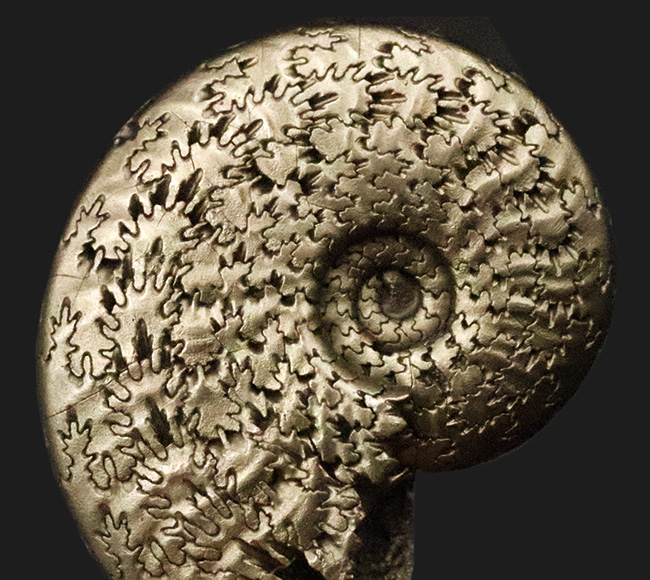 抜群に美しい縫合線にご注目！世界中のアンモナイトコレクターから愛される、フランス・アヴェロン産の黄鉄鉱化アンモナイト（その1）