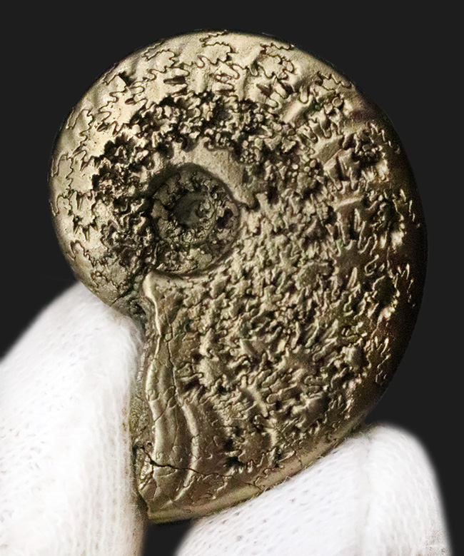 抜群に美しい縫合線にご注目！世界中のアンモナイトコレクターから愛される、フランス・アヴェロン産の黄鉄鉱化アンモナイト（その2）