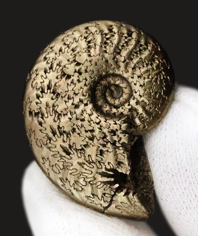 抜群に美しい縫合線にご注目！世界中のアンモナイトコレクターから愛される、フランス・アヴェロン産の黄鉄鉱化アンモナイト（その3）