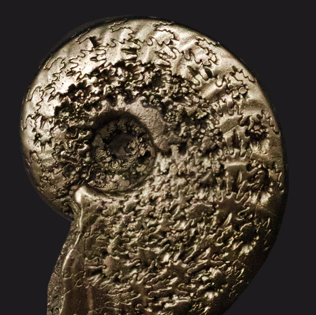 抜群に美しい縫合線にご注目！世界中のアンモナイトコレクターから愛される、フランス・アヴェロン産の黄鉄鉱化アンモナイト（その4）