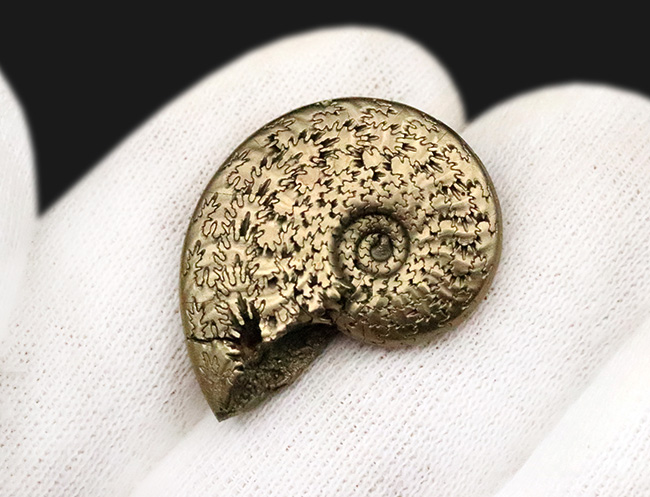 抜群に美しい縫合線にご注目！世界中のアンモナイトコレクターから愛される、フランス・アヴェロン産の黄鉄鉱化アンモナイト（その5）