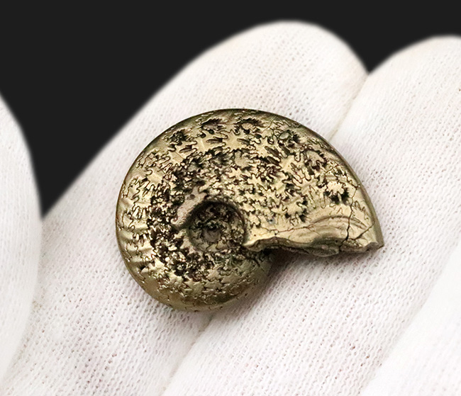 抜群に美しい縫合線にご注目！世界中のアンモナイトコレクターから愛される、フランス・アヴェロン産の黄鉄鉱化アンモナイト（その6）