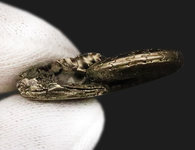 抜群に美しい縫合線にご注目！世界中のアンモナイトコレクターから愛される、フランス・アヴェロン産の黄鉄鉱化アンモナイト（その7）