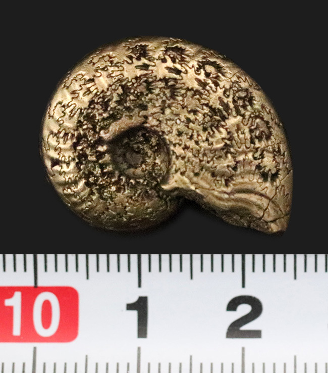 抜群に美しい縫合線にご注目！世界中のアンモナイトコレクターから愛される、フランス・アヴェロン産の黄鉄鉱化アンモナイト（その8）